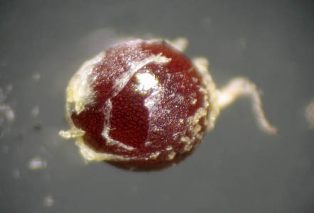 Detailed Picture 10 of Dysphania multifida