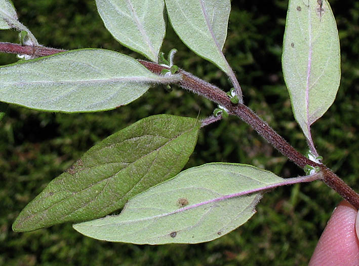 Detailed Picture 6 of Monardella hypoleuca ssp. hypoleuca