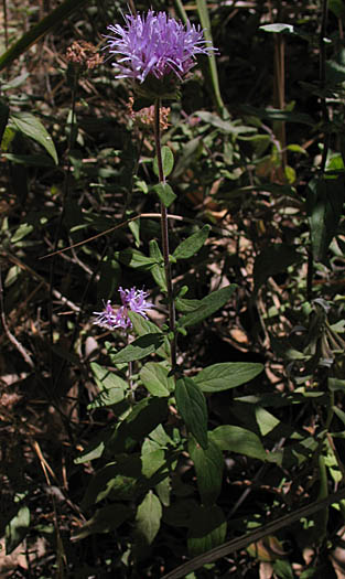 Detailed Picture 5 of Monardella hypoleuca ssp. hypoleuca