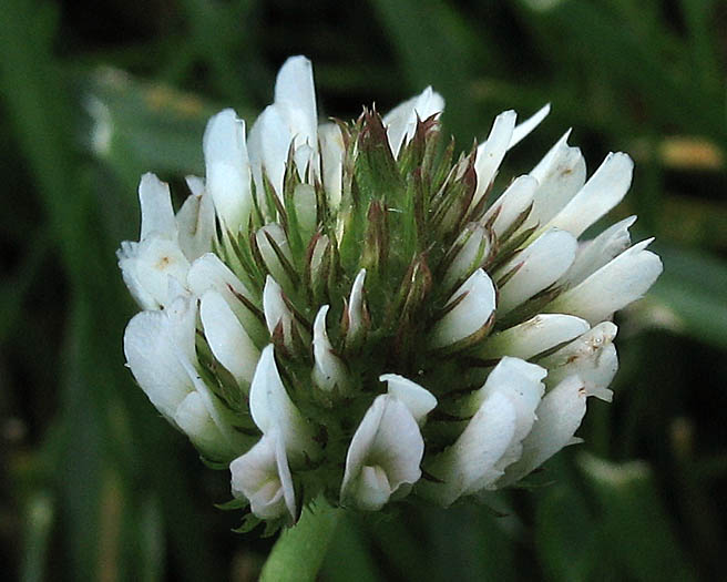 Detailed Picture 1 of Trifolium repens