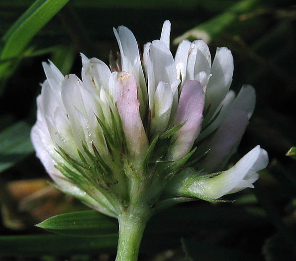 Detailed Picture 2 of Trifolium repens