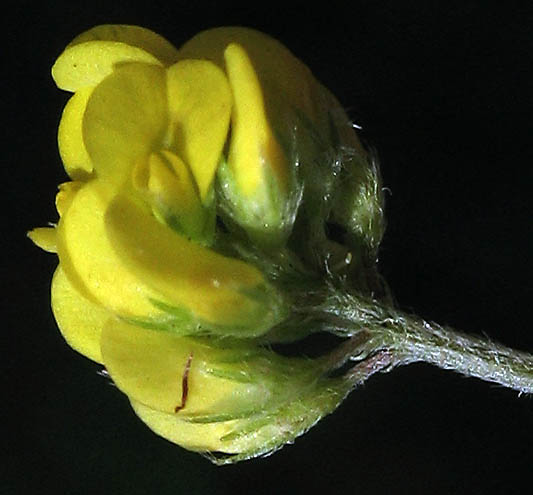Detailed Picture 2 of Medicago lupulina