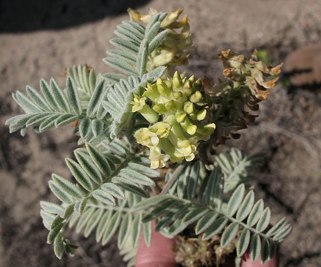 Detailed Picture 4 of Astragalus pycnostachyus var. lanosissimus