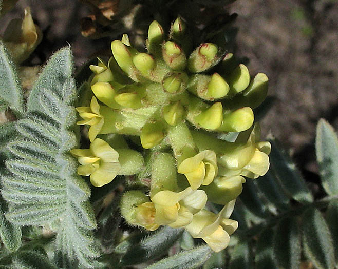 Detailed Picture 3 of Astragalus pycnostachyus var. lanosissimus