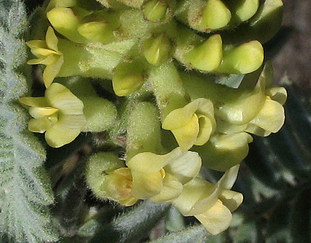 Detailed Picture 2 of Astragalus pycnostachyus var. lanosissimus