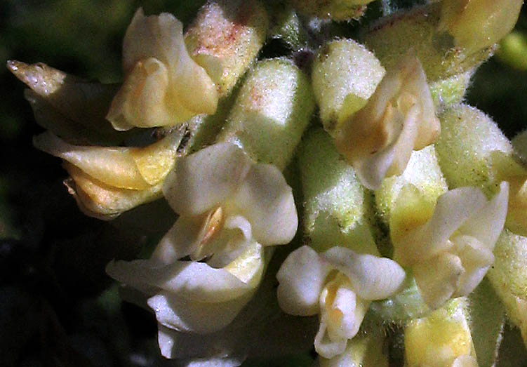 Detailed Picture 1 of Astragalus pycnostachyus var. lanosissimus