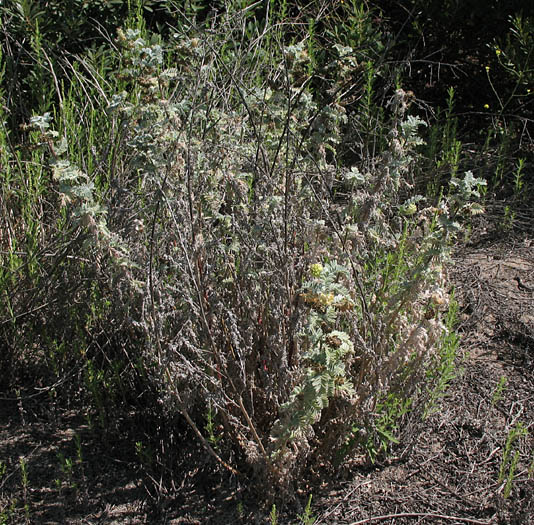 Detailed Picture 7 of Astragalus pycnostachyus var. lanosissimus