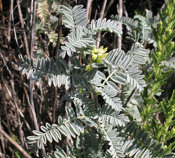 Detailed Picture 5 of Astragalus pycnostachyus var. lanosissimus