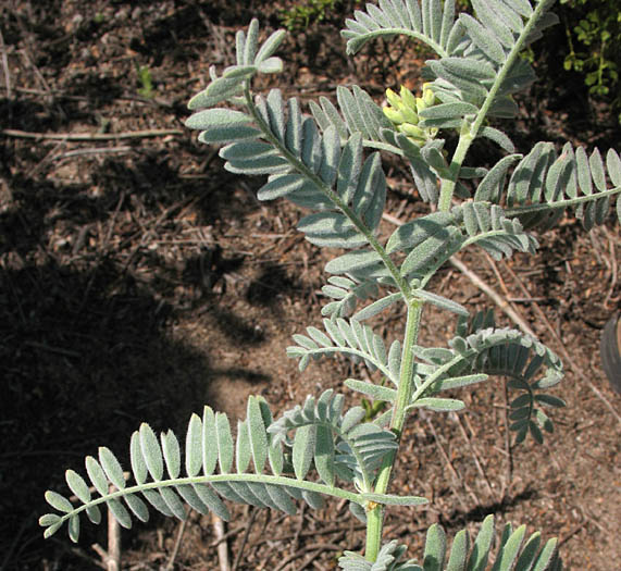 Detailed Picture 6 of Astragalus pycnostachyus var. lanosissimus