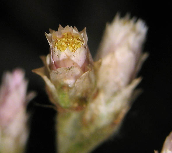 Detailed Picture 1 of Pseudognaphalium ramosissimum