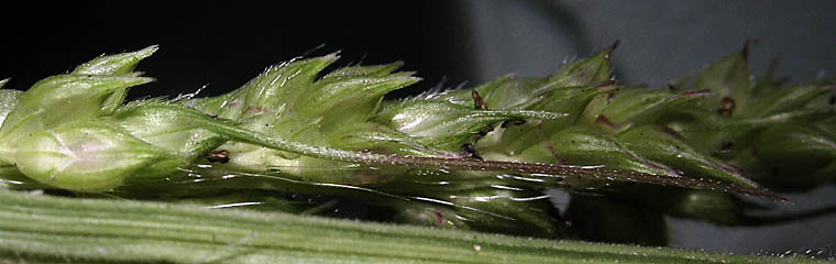 Detailed Picture 6 of Echinochloa crus-galli
