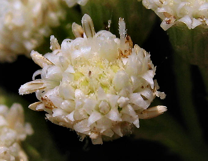 Detailed Picture 1 of Baccharis glutinosa
