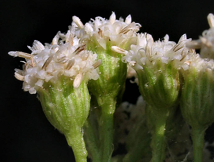 Detailed Picture 2 of Baccharis glutinosa