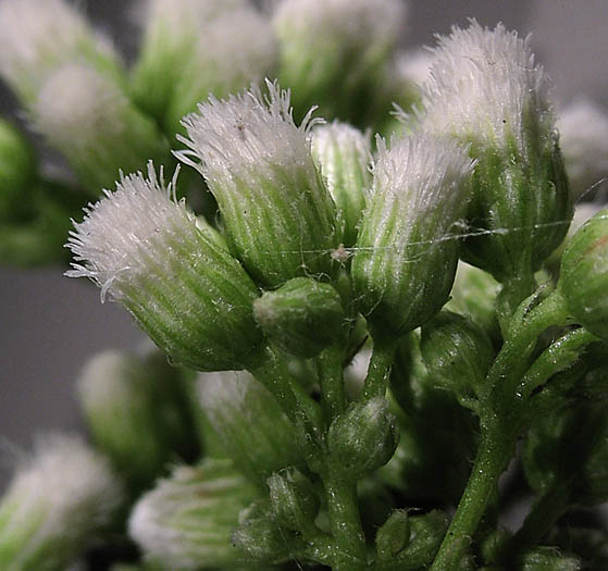 Detailed Picture 4 of Baccharis glutinosa