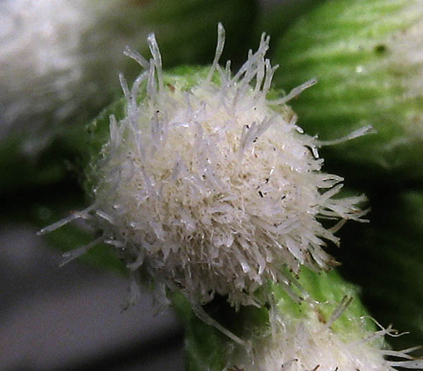 Detailed Picture 3 of Baccharis glutinosa
