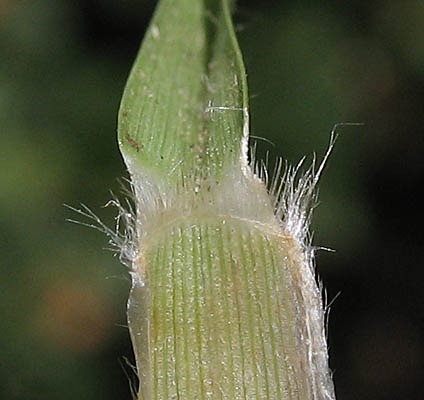 Detailed Picture 6 of Pennisetum clandestinum