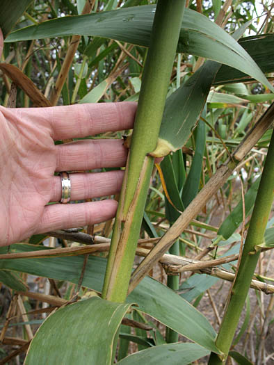 Detailed Picture 3 of Arundo donax