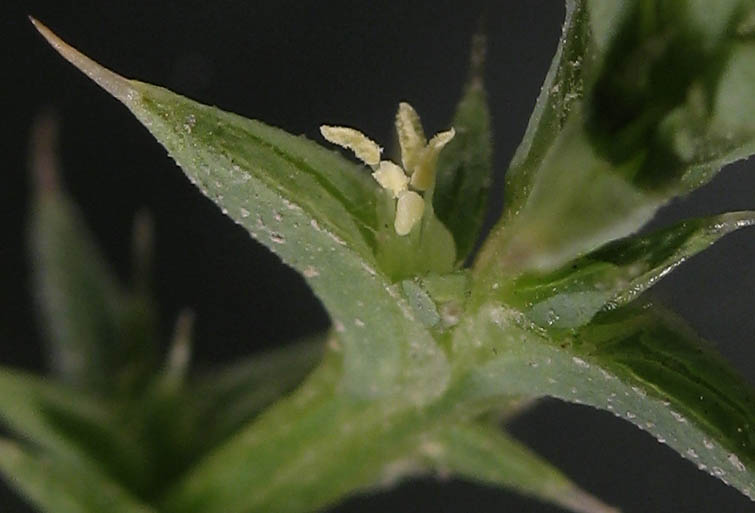 Detailed Picture 1 of Salsola australis