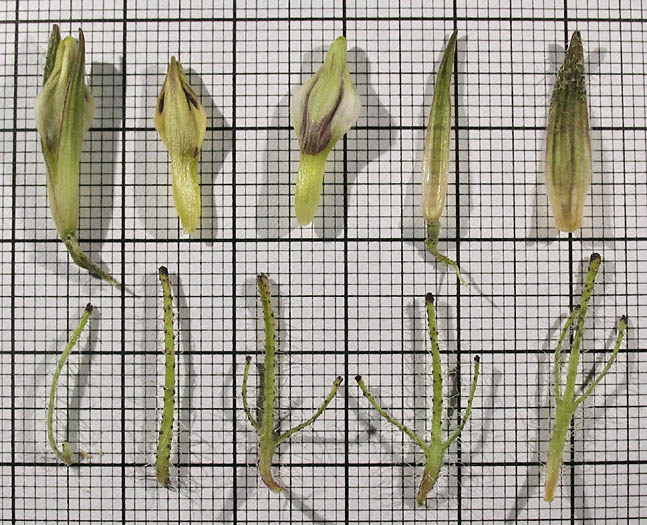 Detailed Picture 4 of Cordylanthus rigidus ssp. setiger