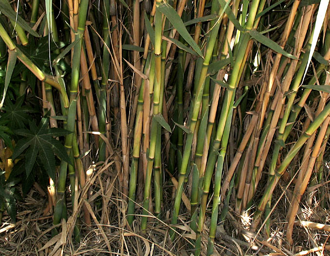 Detailed Picture 4 of Arundo donax