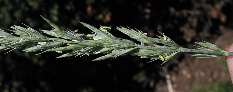 Detailed Picture 3 of Elymus triticoides ssp. triticoides