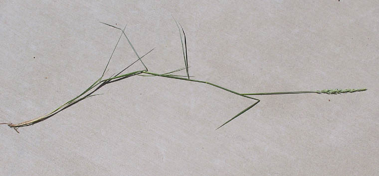 Detailed Picture 8 of Elymus triticoides ssp. triticoides