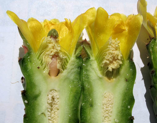 Detailed Picture 3 of Opuntia ficus-indica