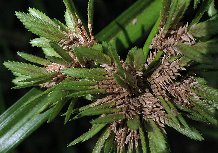 Detailed Picture 2 of Cyperus eragrostis