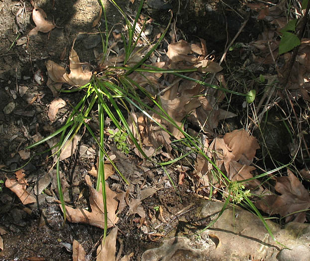 Detailed Picture 5 of Cyperus eragrostis