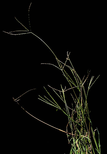 Detailed Picture 2 of Digitaria ciliaris var. ciliaris