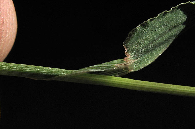Detailed Picture 6 of Digitaria ciliaris var. ciliaris