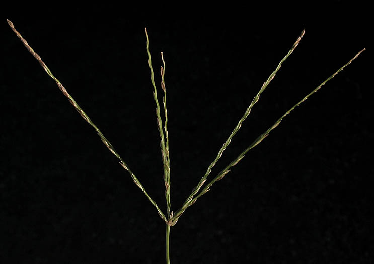Detailed Picture 1 of Digitaria ciliaris var. ciliaris