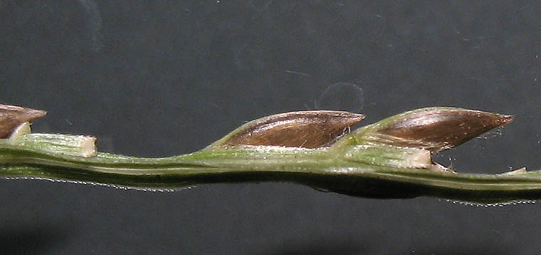 Detailed Picture 5 of Digitaria ciliaris var. ciliaris
