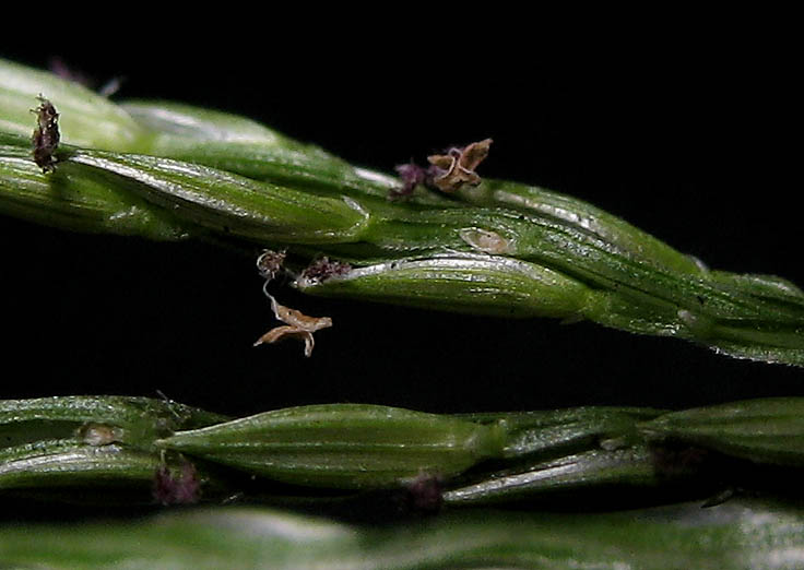 Detailed Picture 4 of Digitaria ciliaris var. ciliaris