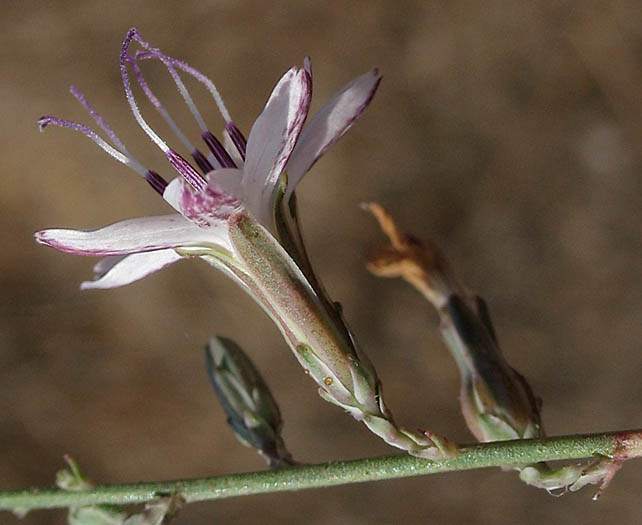 Detailed Picture 3 of Stephanomeria exigua ssp. coronaria