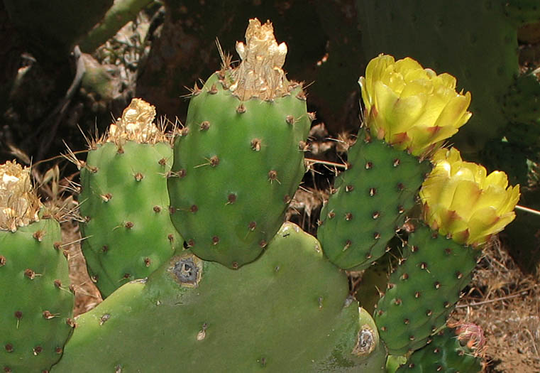 Detailed Picture 2 of Opuntia ficus-indica