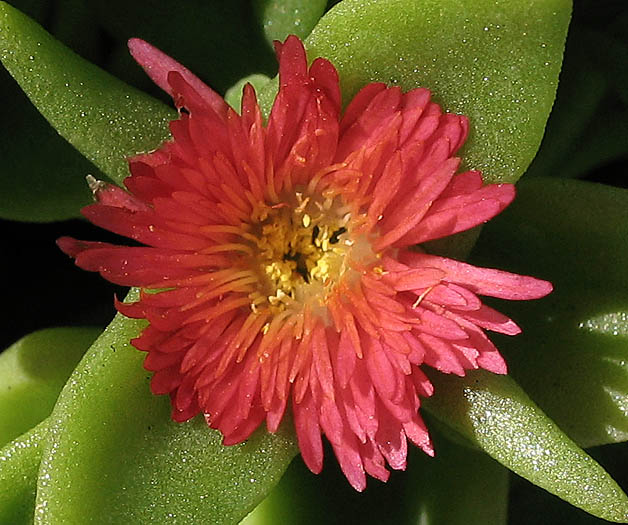 Detailed Picture 1 of Aptenia cordifolia × A. haeckeliana