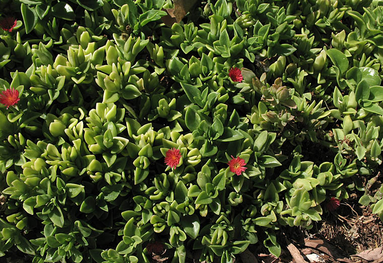 Detailed Picture 4 of Aptenia cordifolia × A. haeckeliana