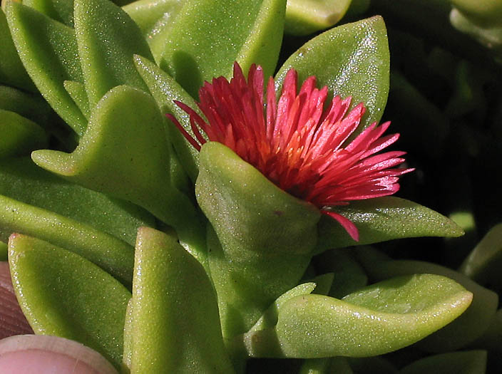 Detailed Picture 2 of Aptenia cordifolia × A. haeckeliana