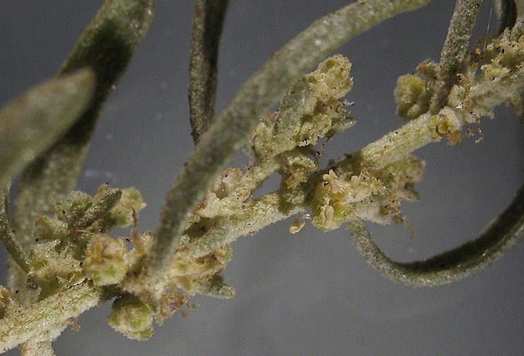 Detailed Picture 4 of Atriplex canescens var. canescens