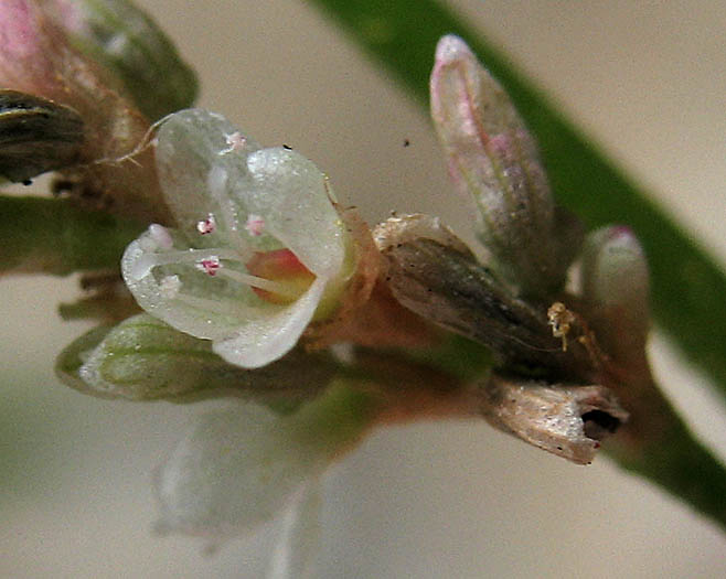 Detailed Picture 1 of Persicaria lapathifolia