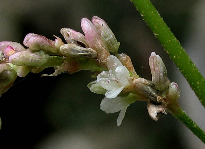 Detailed Picture 2 of Persicaria lapathifolia