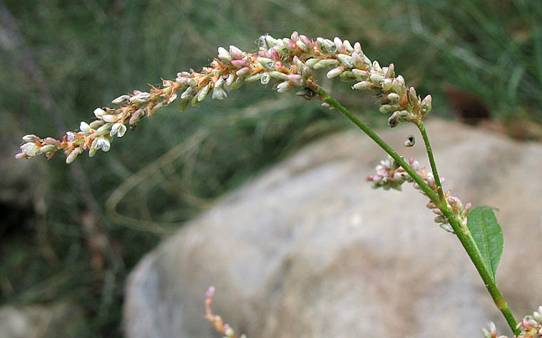Detailed Picture 3 of Persicaria lapathifolia