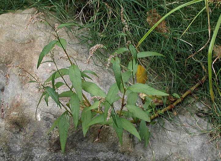 Detailed Picture 4 of Persicaria lapathifolia