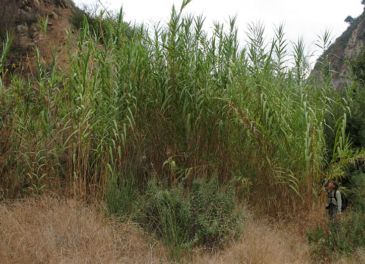 Detailed Picture 2 of Arundo donax