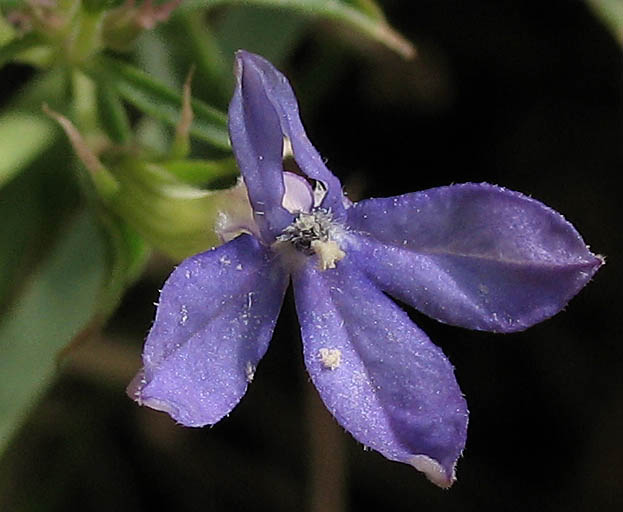 Detailed Picture 1 of Lobelia dunnii var. serrata