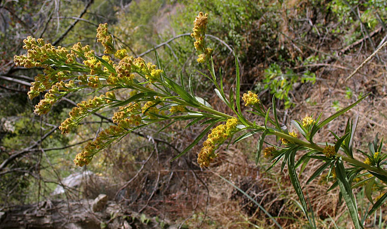 Detailed Picture 3 of Solidago confinis