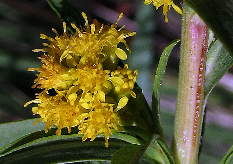 Detailed Picture 1 of Solidago confinis