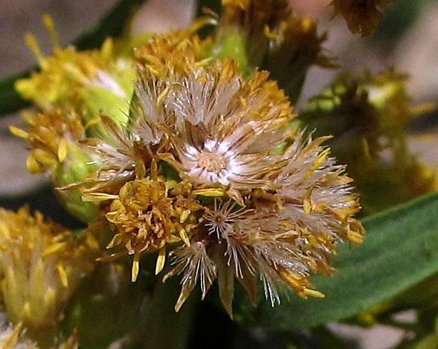 Detailed Picture 6 of Solidago confinis