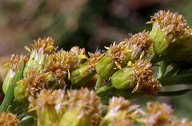 Detailed Picture 2 of Solidago confinis
